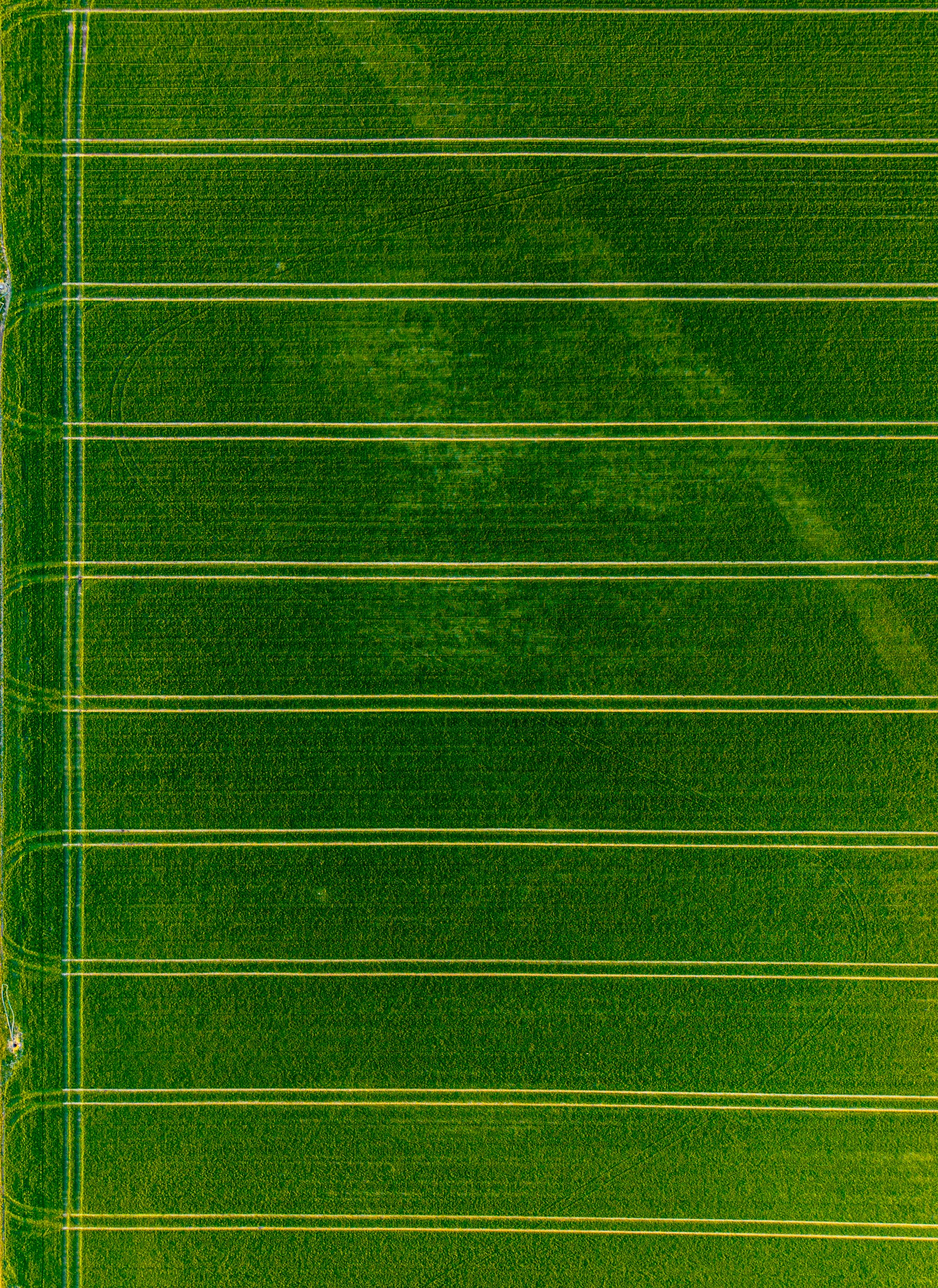 Aerial view of precise green agricultural crop rows — stock photograph